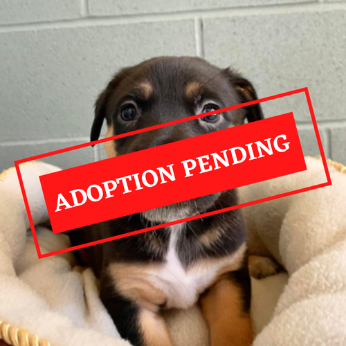 ADOPTION PENDING (14)