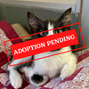 ADOPTION PENDING (16).png