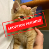 ADOPTION PENDING (17).png