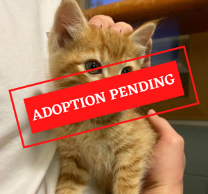 ADOPTION PENDING (17).png