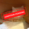 ADOPTION PENDING (18).png