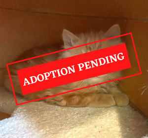 ADOPTION PENDING (18).png