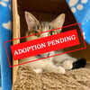ADOPTION PENDING (19).png