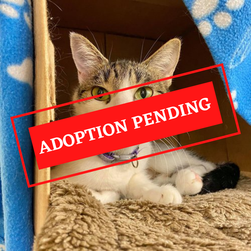 ADOPTION PENDING (19).png