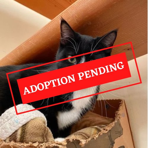 ADOPTION PENDING (1)