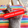 ADOPTION PENDING (1)