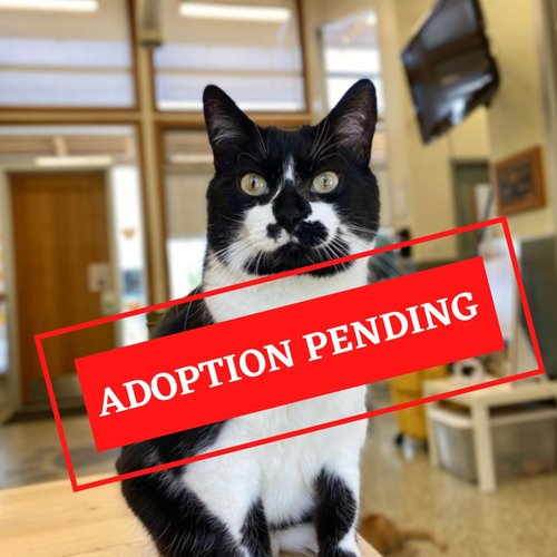 ADOPTION PENDING (2)