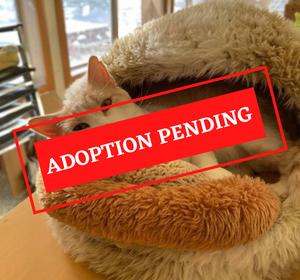 ADOPTION PENDING (20).png