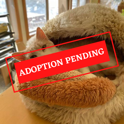 ADOPTION PENDING (20).png