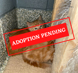 ADOPTION PENDING (20).png