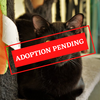 ADOPTION PENDING (20)