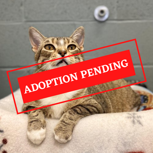 ADOPTION PENDING (21)