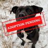 ADOPTION PENDING (22).png