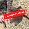 ADOPTION PENDING (24)
