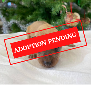 ADOPTION PENDING (26).png