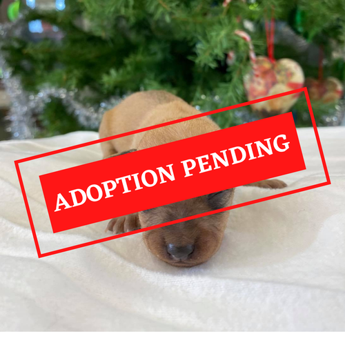 ADOPTION PENDING (26).png