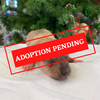 ADOPTION PENDING (27).png