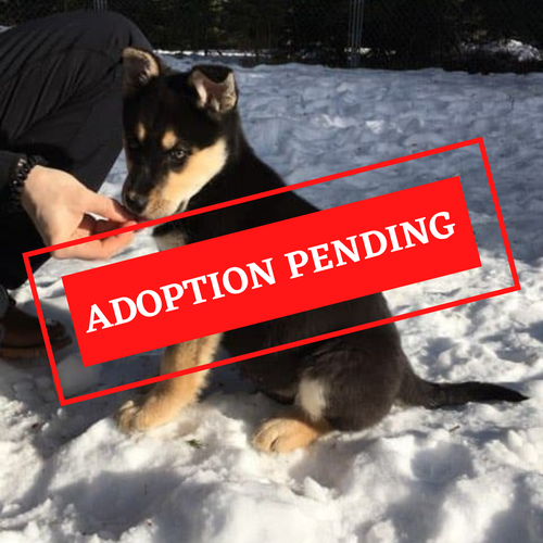 ADOPTION PENDING (27).png