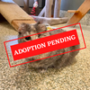ADOPTION PENDING (28)
