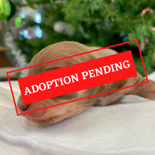 ADOPTION PENDING (29).png