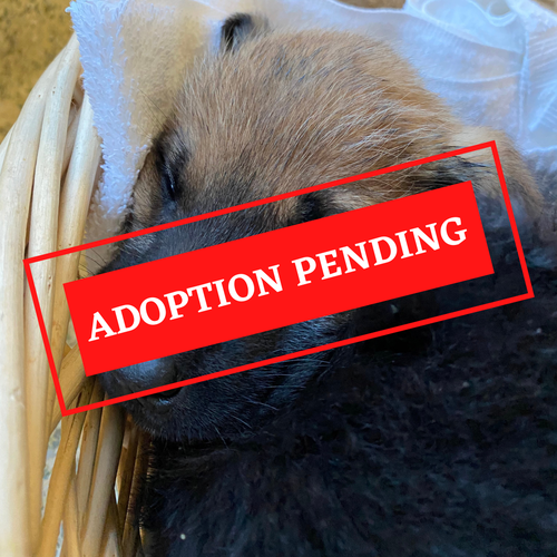 ADOPTION PENDING (29).png