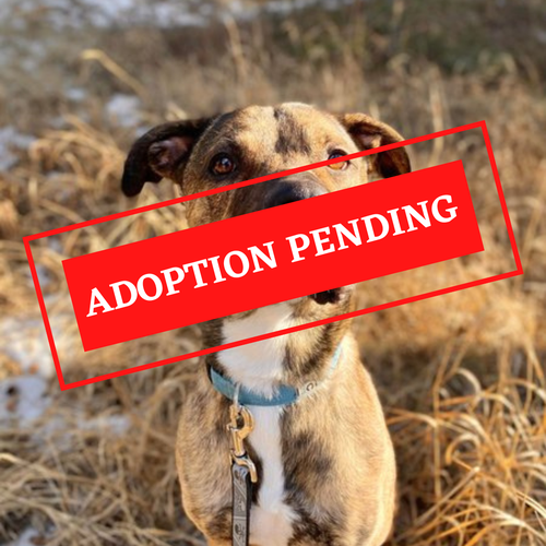 ADOPTION PENDING (2)