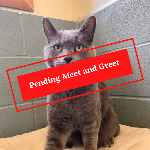 ADOPTION PENDING (2)