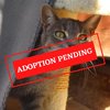 ADOPTION PENDING (3)