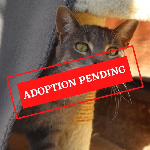 ADOPTION PENDING (3)