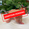 ADOPTION PENDING (30).png