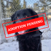 ADOPTION PENDING (32)