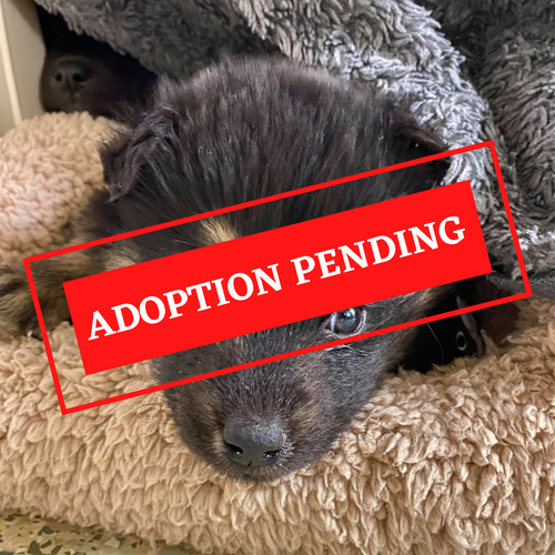 ADOPTION PENDING (34).png