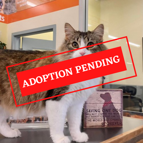 ADOPTION PENDING (34)