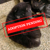 ADOPTION PENDING (35).png