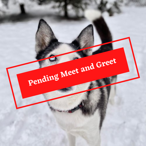 ADOPTION PENDING (36)