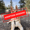 ADOPTION PENDING (38)