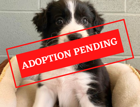 ADOPTION PENDING (3)