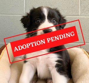 ADOPTION PENDING (3)