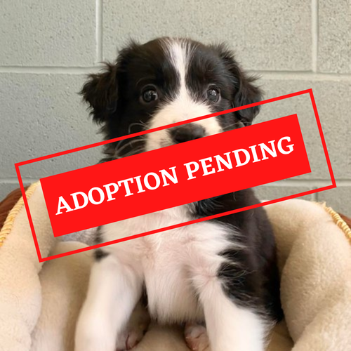 ADOPTION PENDING (3)