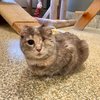 ADOPTION PENDING (3)