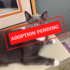 ADOPTION PENDING (42)