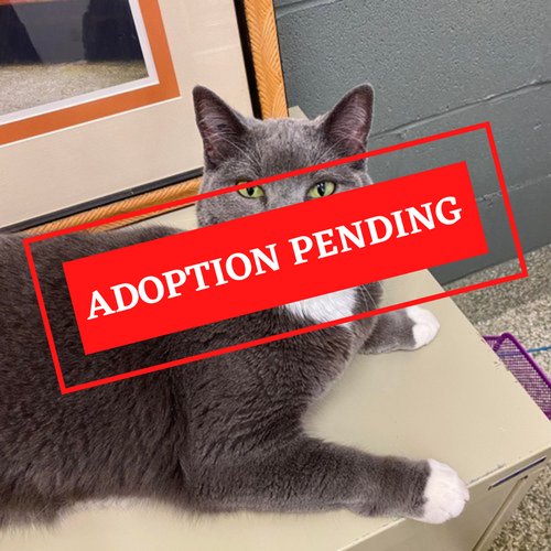 ADOPTION PENDING (42)