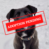 ADOPTION PENDING (44)