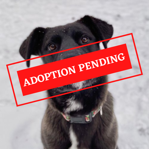 ADOPTION PENDING (44)