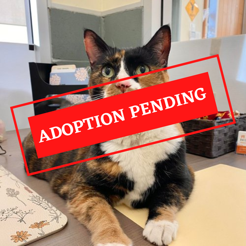 ADOPTION PENDING (45)