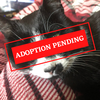 ADOPTION PENDING (46)