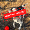 ADOPTION PENDING (4)