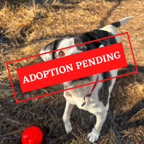 ADOPTION PENDING (4)