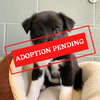 ADOPTION PENDING (4)