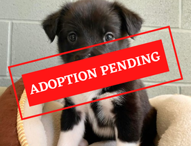 ADOPTION PENDING (4)